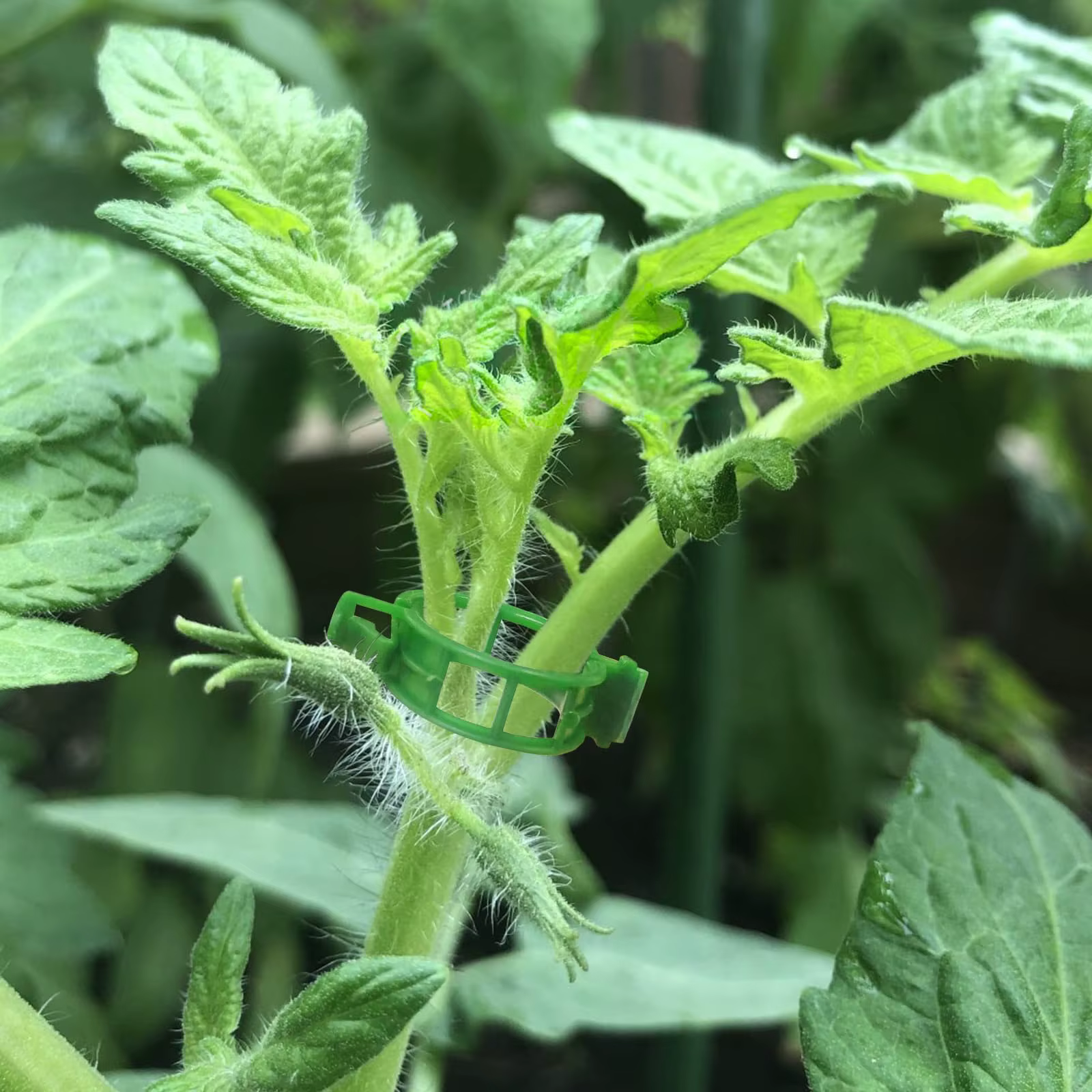 Clips de support pour plantes-Clips à tomates pour treillis de ficelle