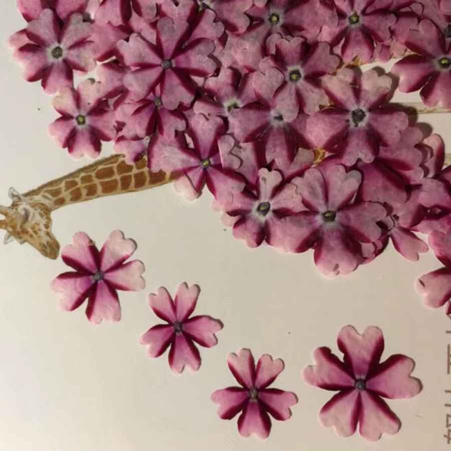 Fleur de verveine Hortensis séchée pressée