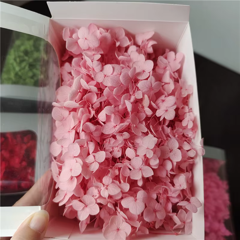 20g Grade Aeonium Anna hortensia Nature fleurs fraîches en-tête fleur bricolage saint valentin vraiment éternelle décoration de mariage