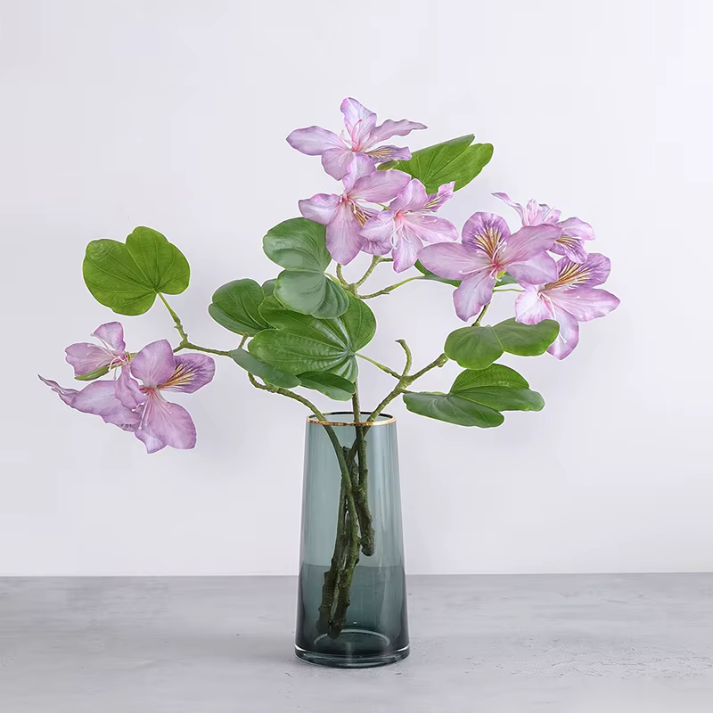 Branche de fleur Bauhinia blanche