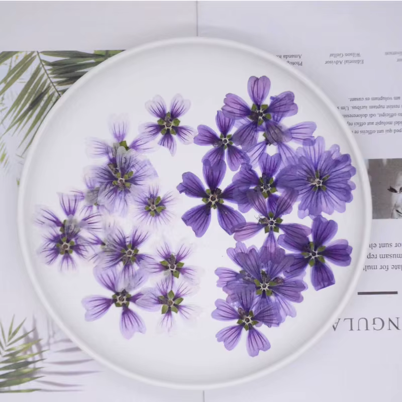 Pétale de Fleur de Mauve Murcia