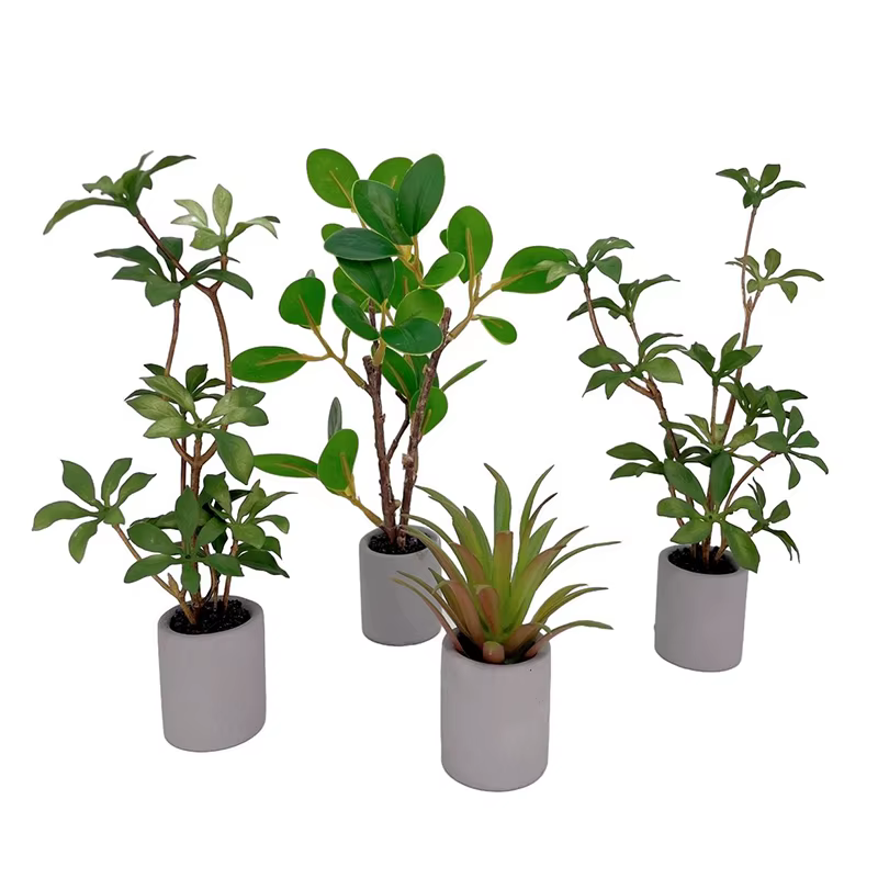 Plante l'inventaire en pot pour maison de courses