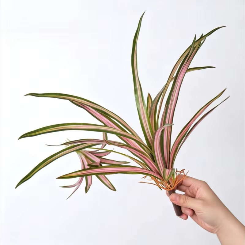 Lot de 5 plantes artificielles Chlorophytum Comosum roses