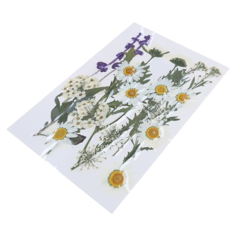Fleur séchée pressée pour moules en résine