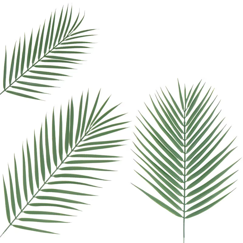 Feuilles de palmier Monstera Tropical