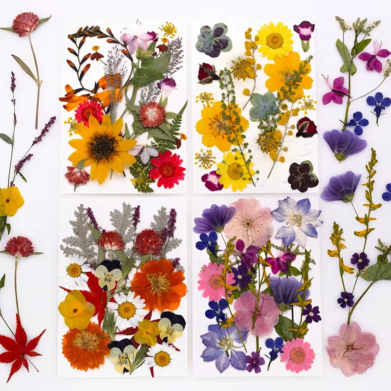 Fleurs séchées naturelles mélangées multicolores pressées pour l'art