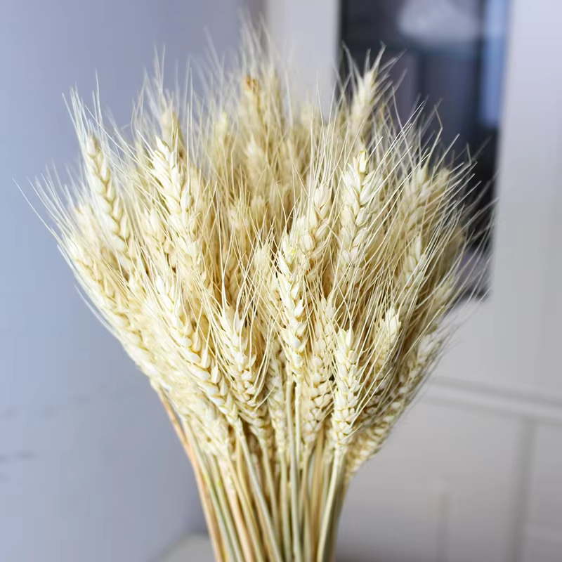 Tiges de blé séchées naturelles