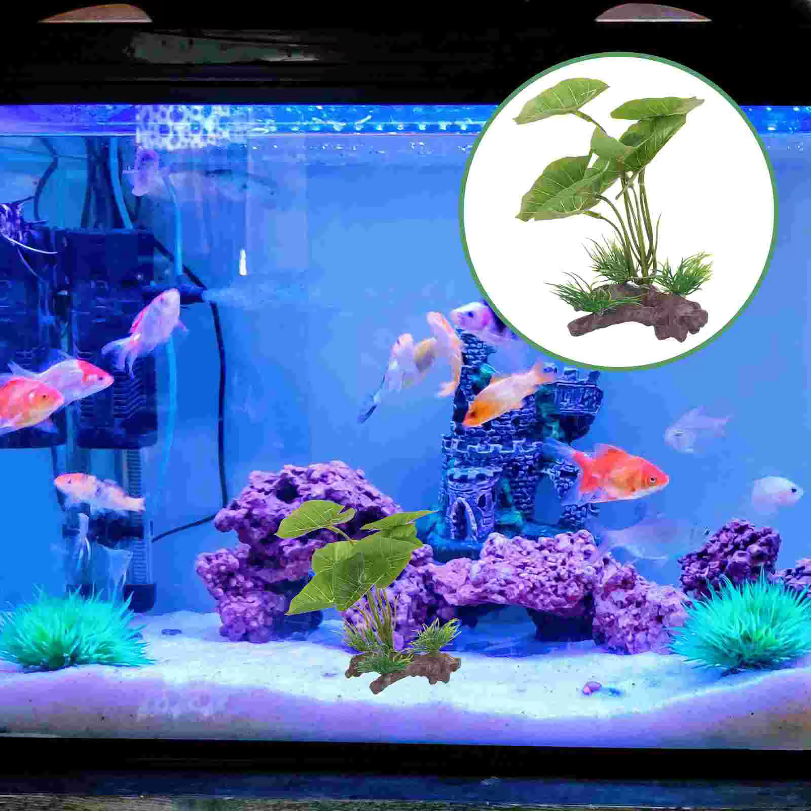 Plante pour Aquarium durable