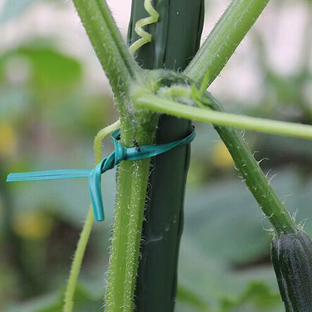 Plante grimpante de vigne verte