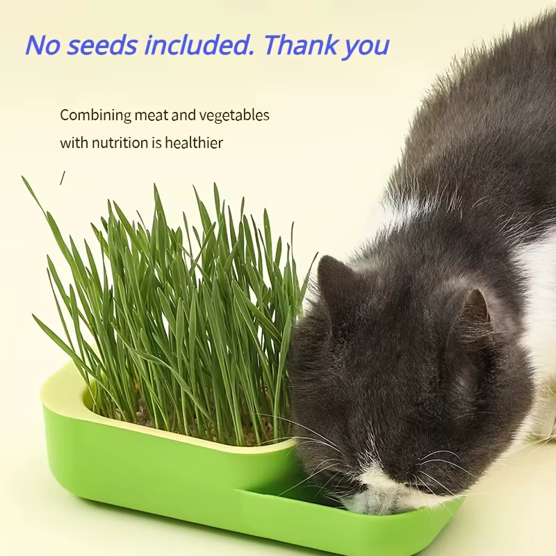 Boîte d'herbe à chat, plantation hydroponique sans sol