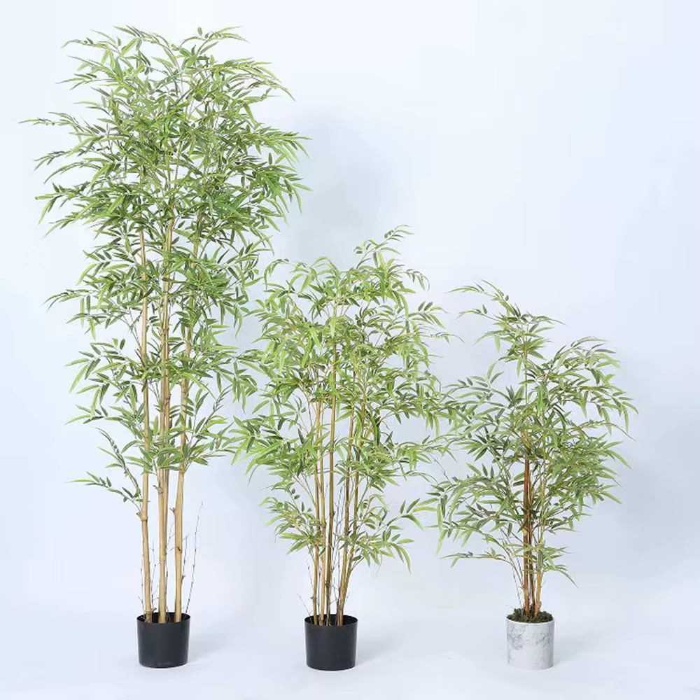 Branche de bambou de Taiwan