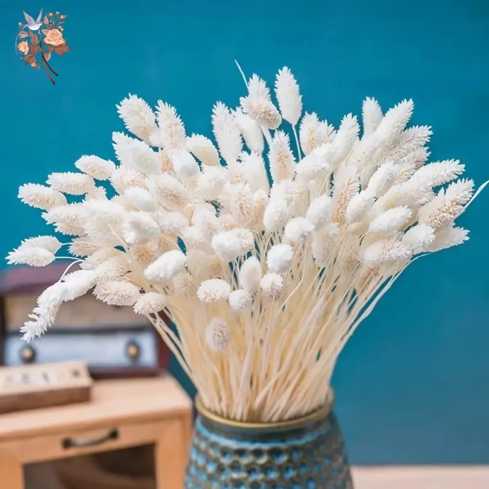 50 pièces de fleurs séchées Phalaris Pampas
