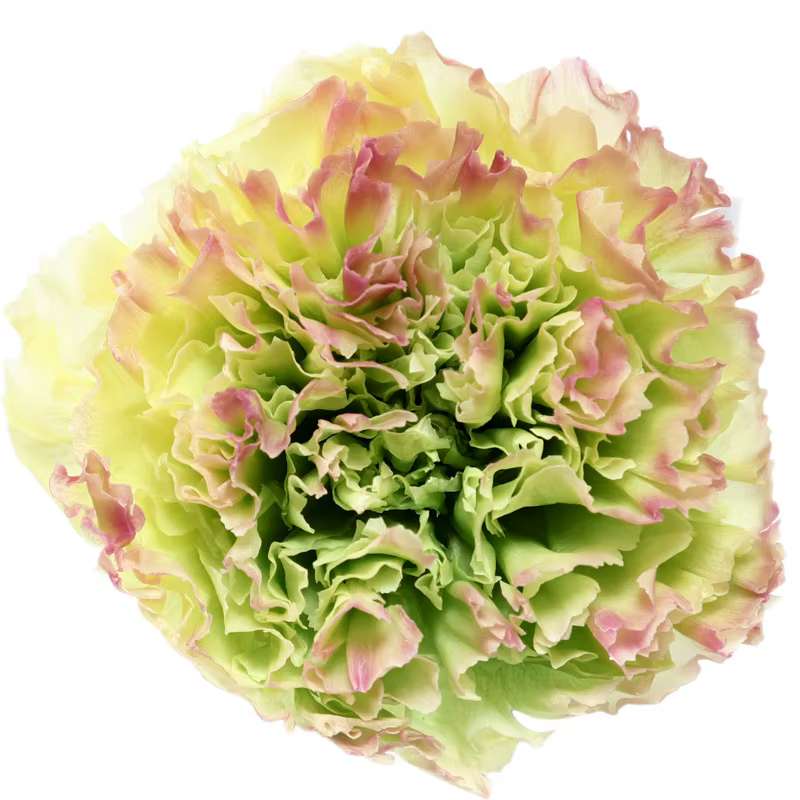 Fleur fraîche d'oeillet longue durée