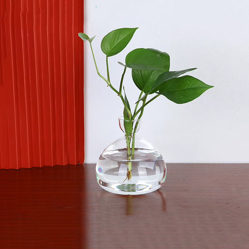 Vase de démarrage de graines d'avocat