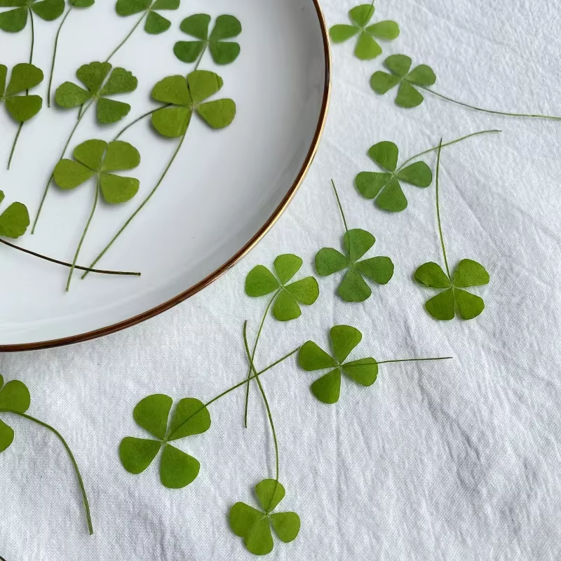 Trèfle à quatre feuilles pressé naturel