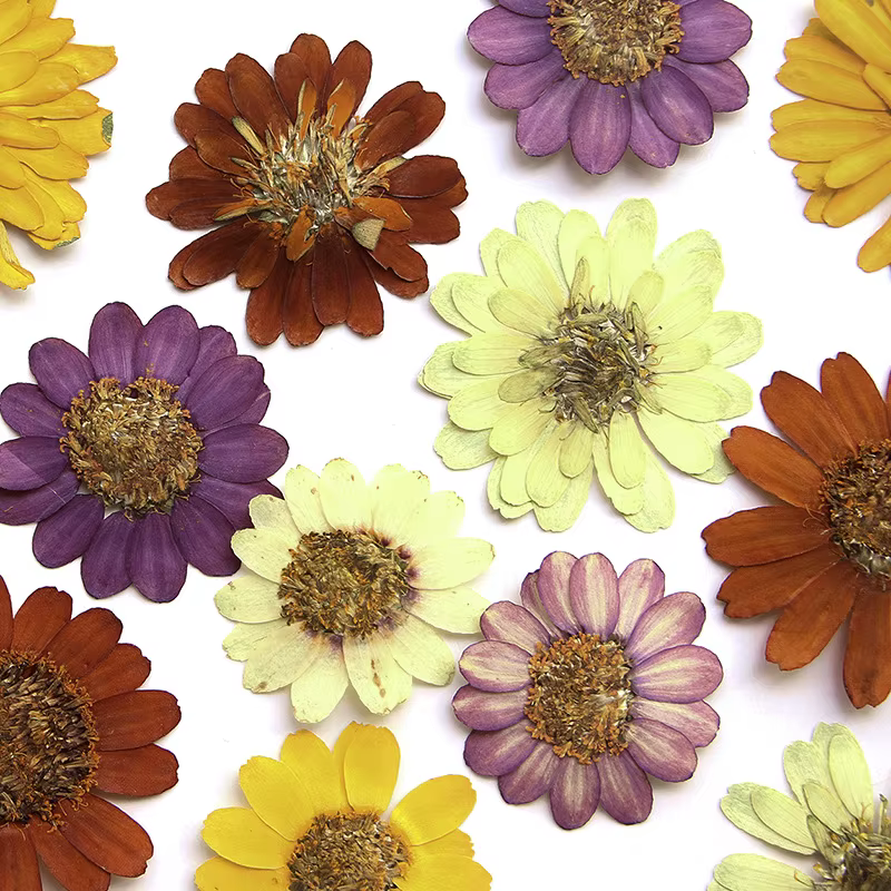 Kit d'art de fleurs pressées réelles