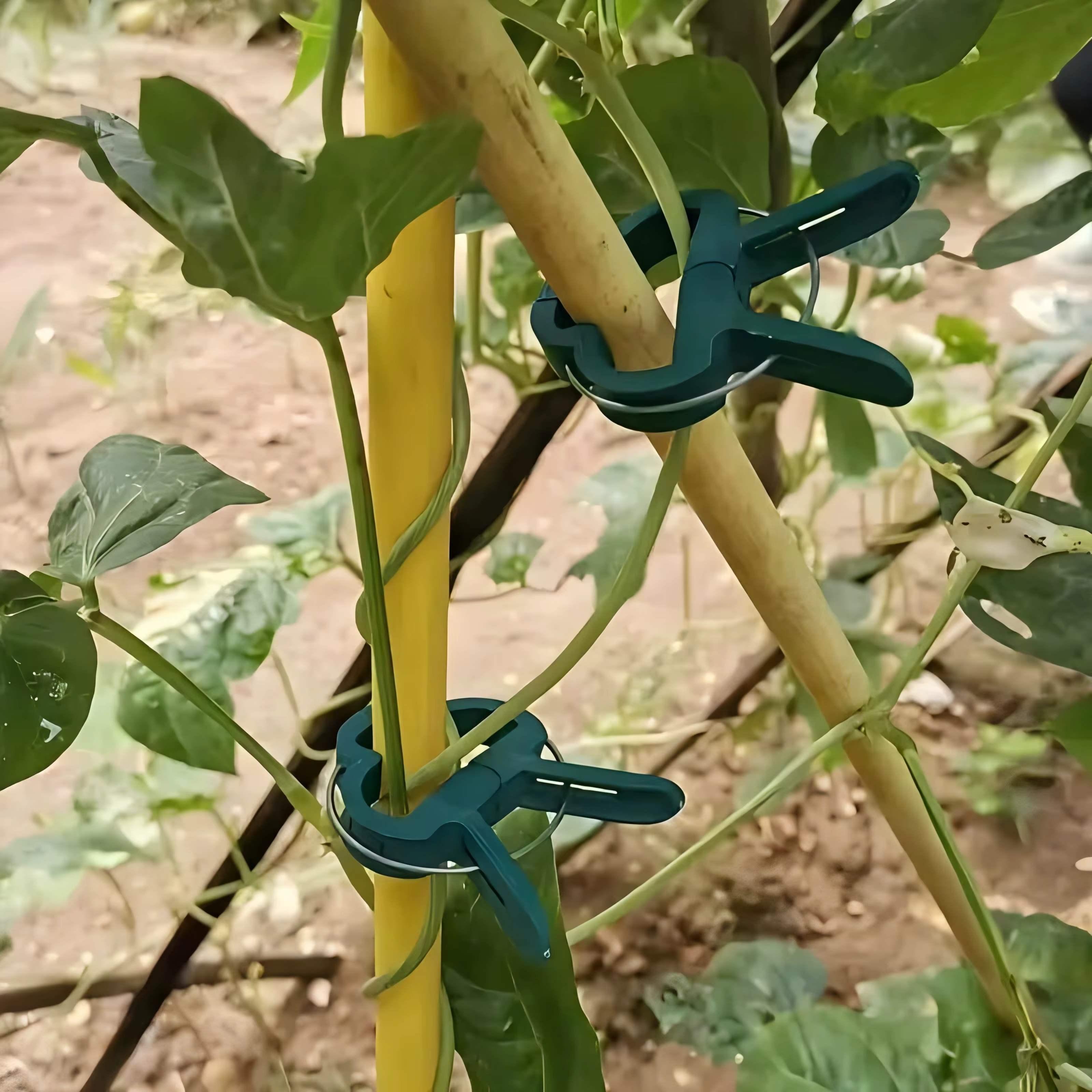 Clips pour plantes grimpantes
