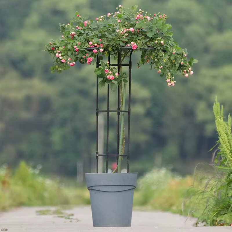 Treillis de Jardin pour Plantes Grimpantes