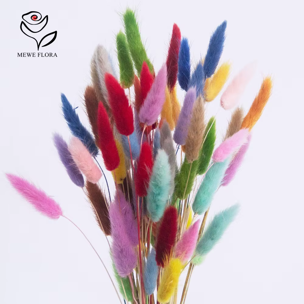 Vraies queues de lapin fleurs séchées mélangées 60 tiges Lagurus Ovatus herbe Pampas Bouquet pour mignon Boho maison mariage décor Photo accessoires