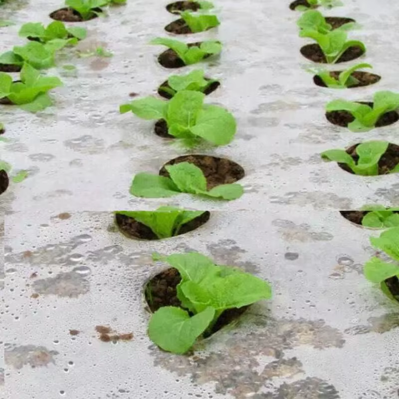JPeoples-Film de croissance noir perforé pour la plantation de légumes
