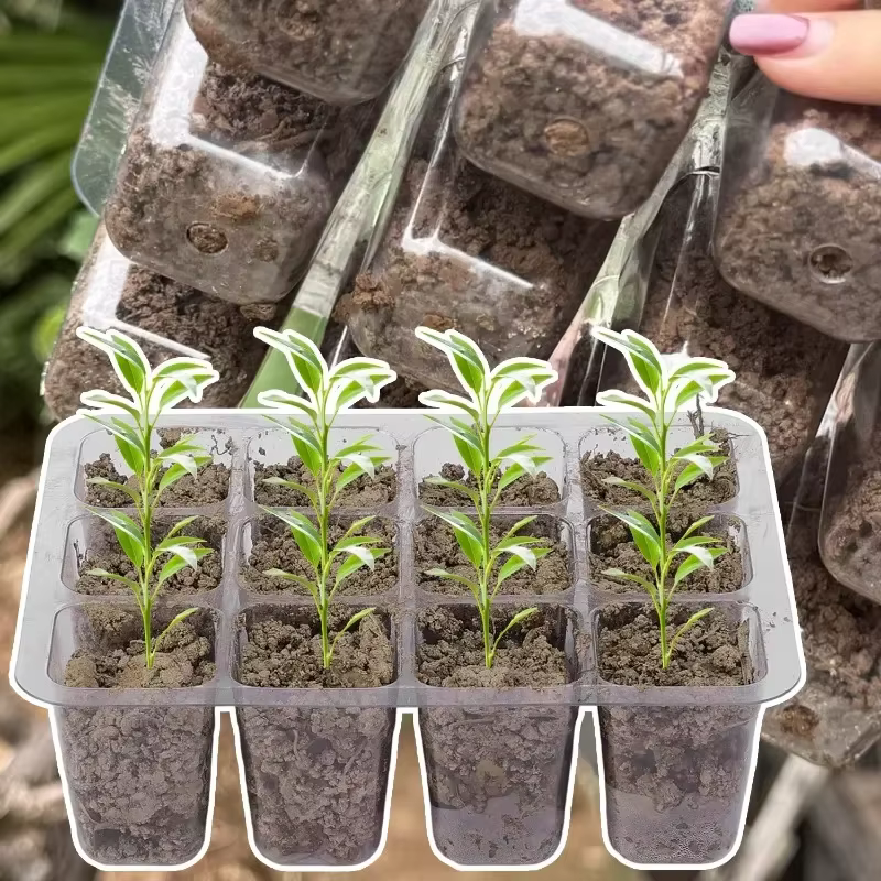 Plateau de culture de plantes