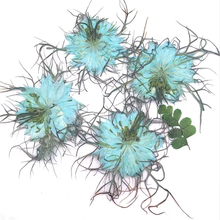 Fleurs pressées naturelles