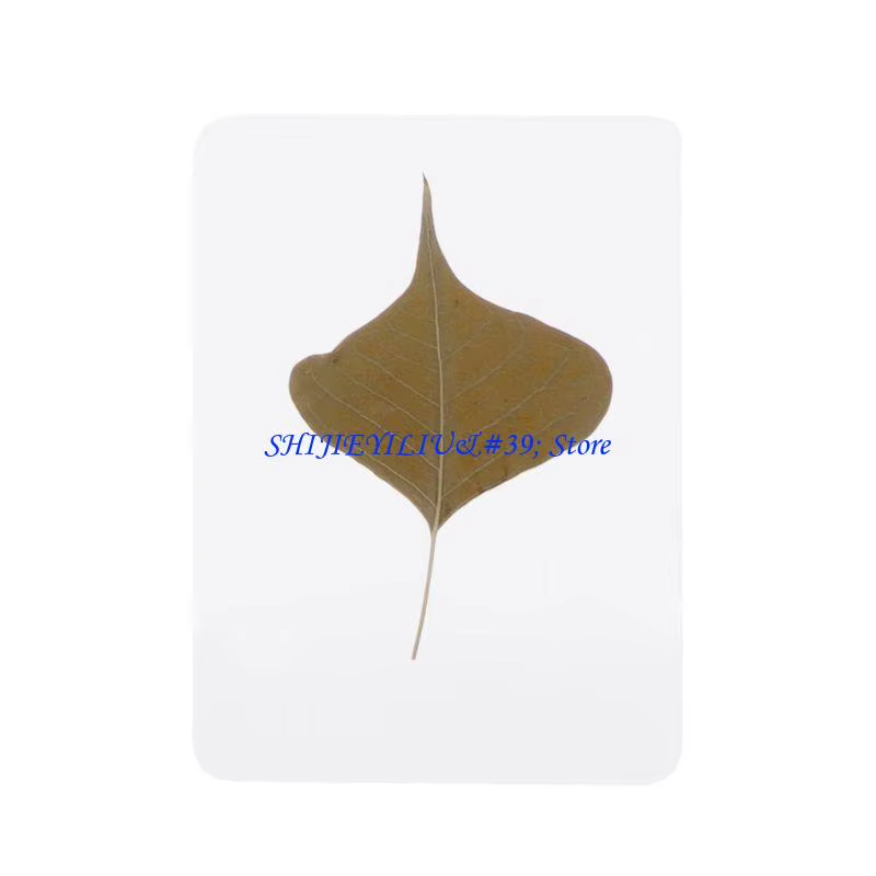 Mélange feuilles fleurs pressées E21F