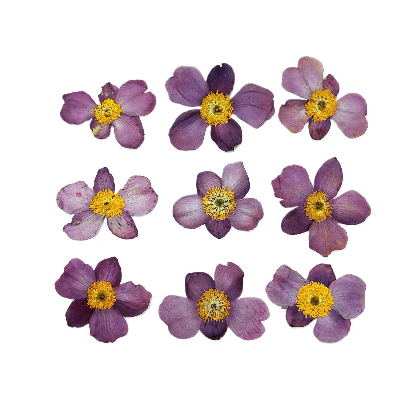 Fleur de coton sauvage séchée 4-5cm/12 pièces