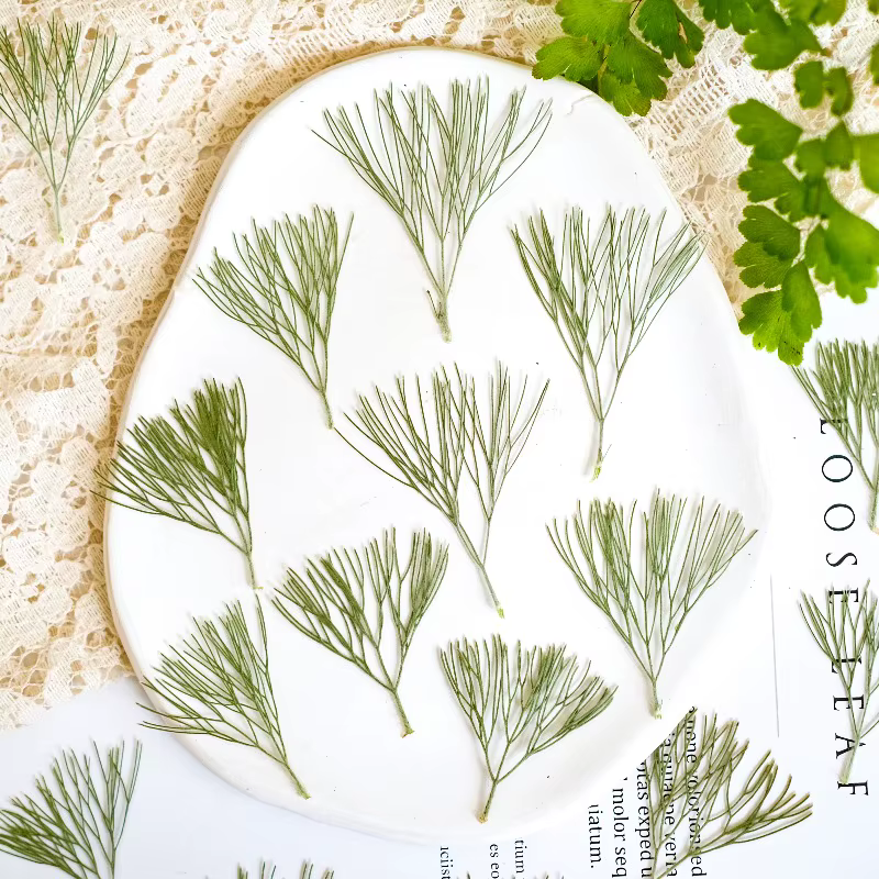 24 pièces, fleurs séchées pressées naturelles Kochia
