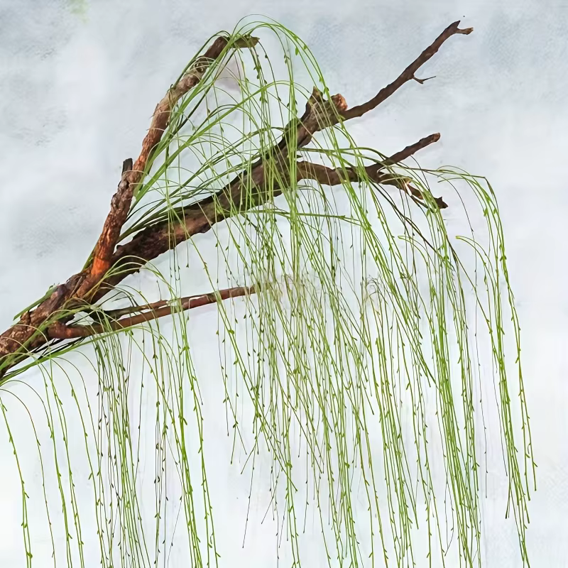 Vignes artificielles suspendues en saule vert