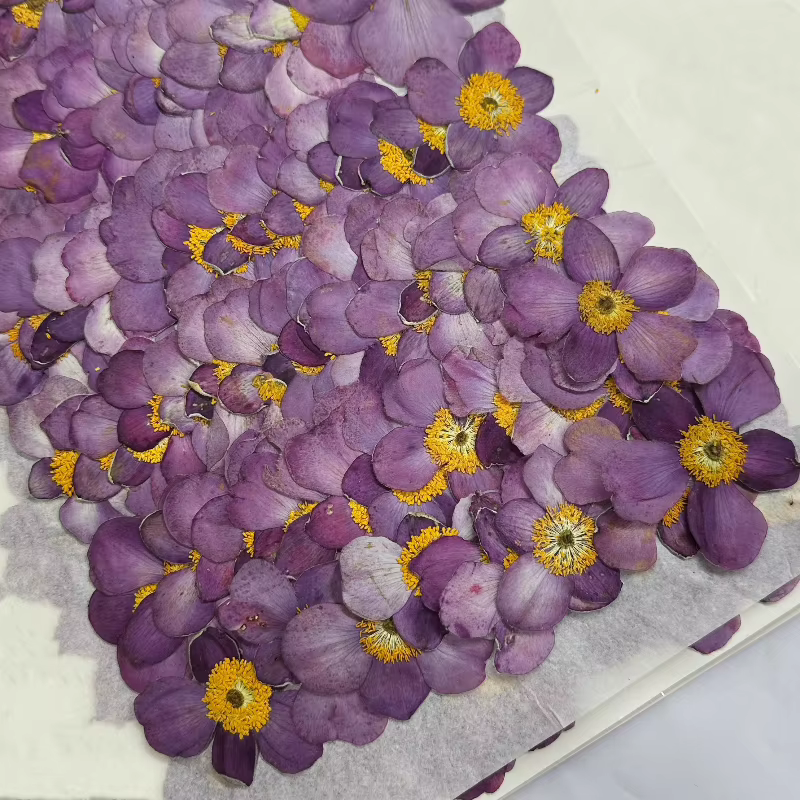 Fleur de coton sauvage séchée 4-5cm/12 pièces