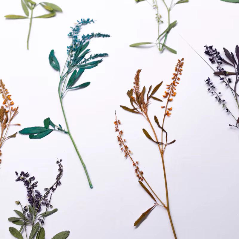 24 pièces, Fleurs de Mélilot Naturelles Pressées