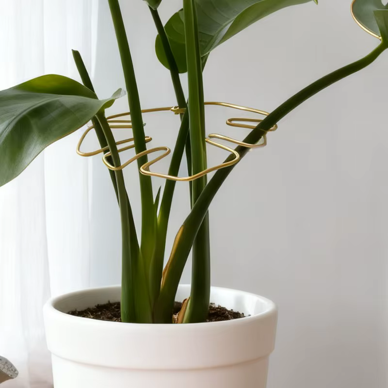 Monstera – Support de tige de plante