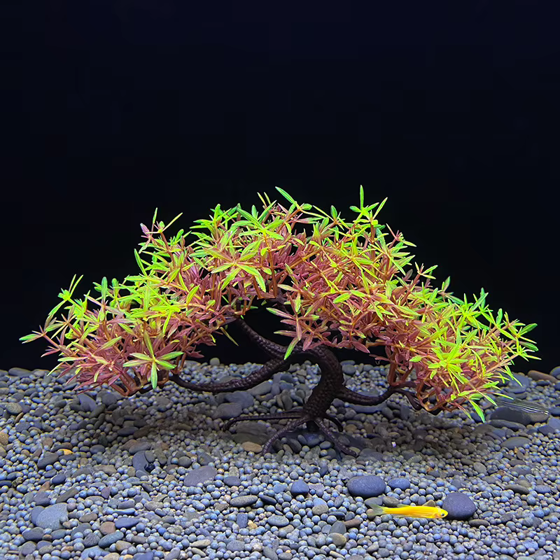 Arbre bonsaï d'aquarium