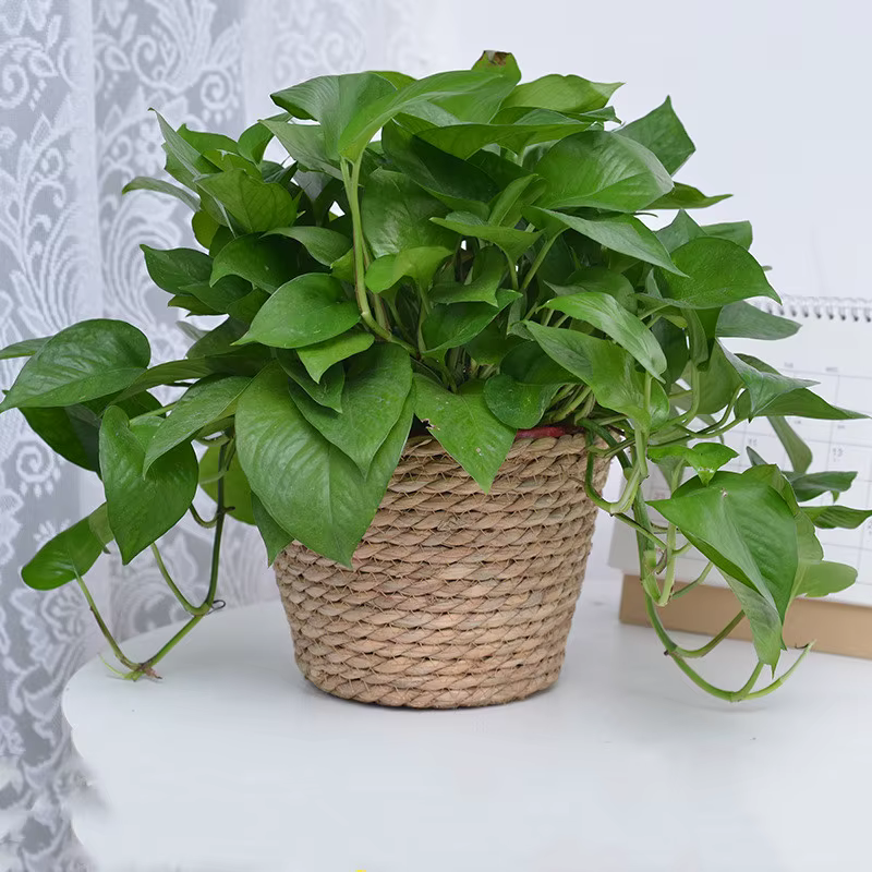 Pot de plantes à fleurs tissées en paille