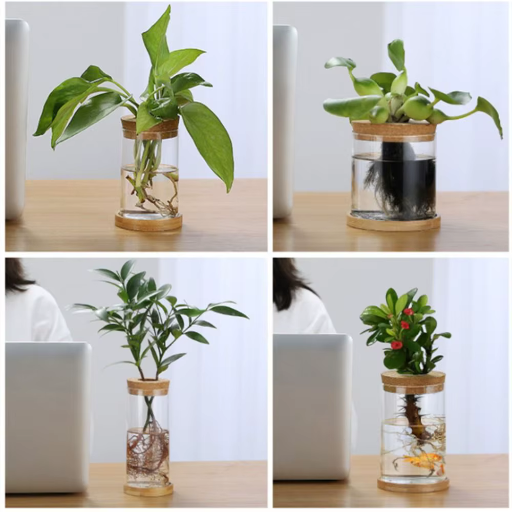 Pot de fleur hydroponique transparent pour la maison