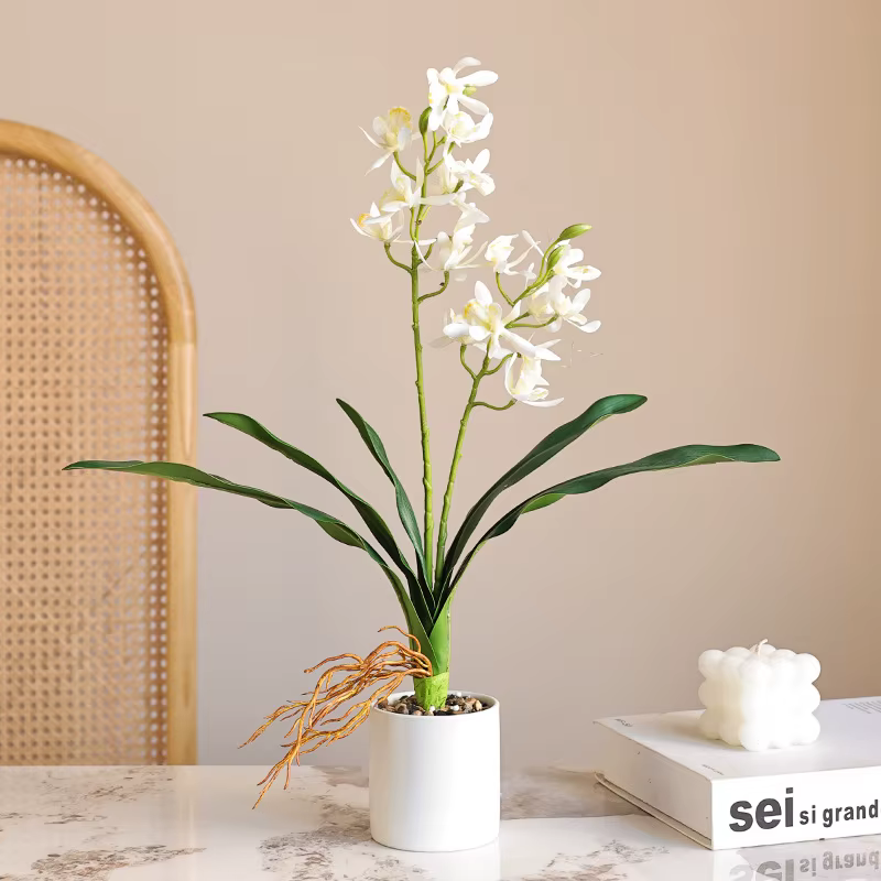 Orchidée papillon au toucher de la main avec feuilles