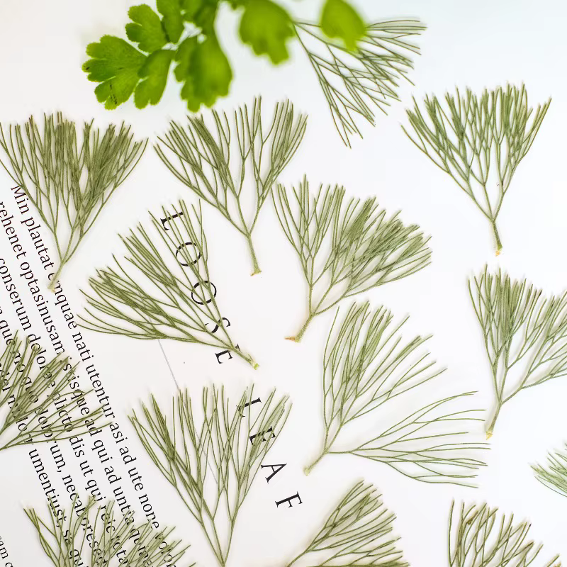 24 pièces, fleurs séchées pressées naturelles Kochia