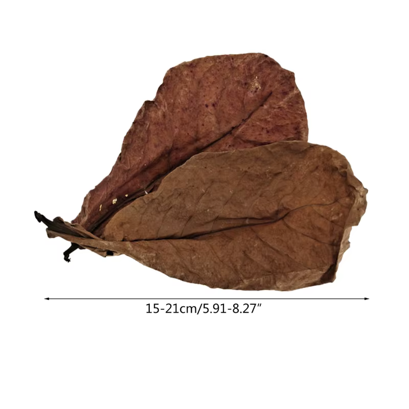 Feuilles Catappa naturelles