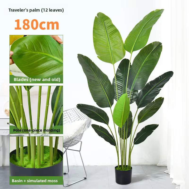 Grande plante banane tropicale de 70