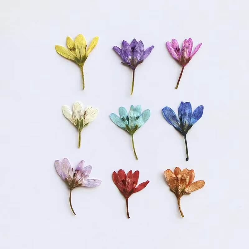 Lot de 12 mini-fleurs séchées de Pennisetum pressées de 1-2 cm pour la fabrication de marque-pages DIY