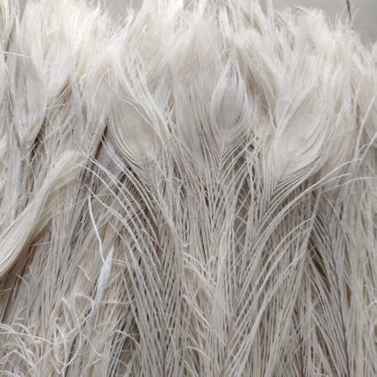 Vente en gros! Belles plumes d'oeil de paon blanc