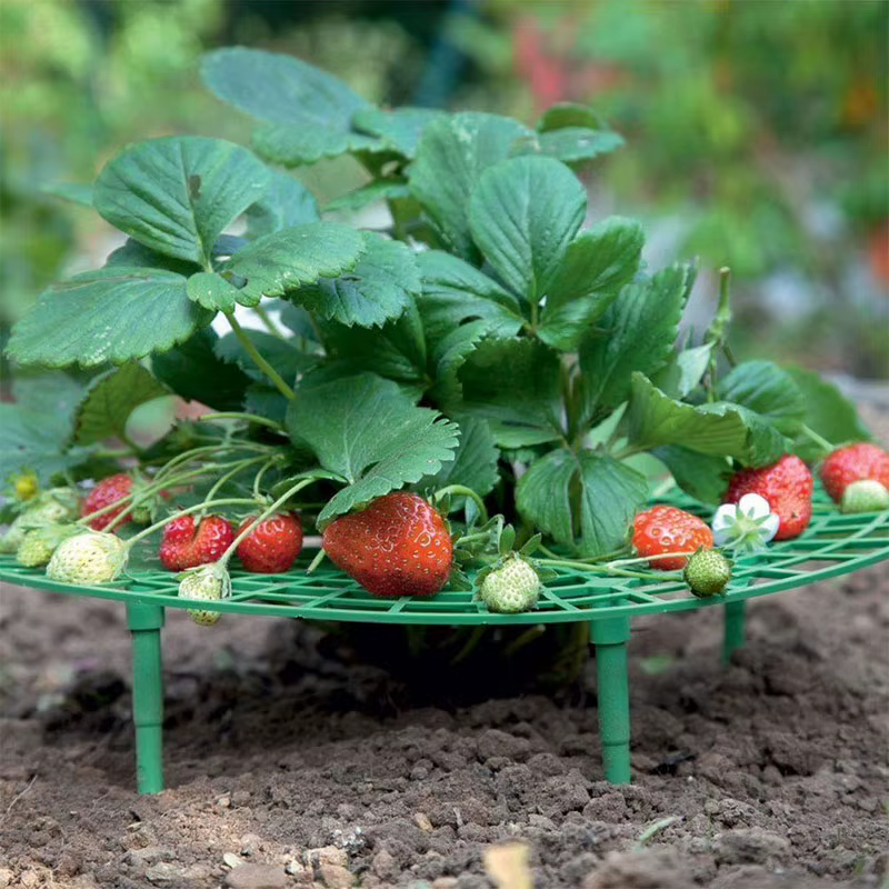 Support de plantes à fraises