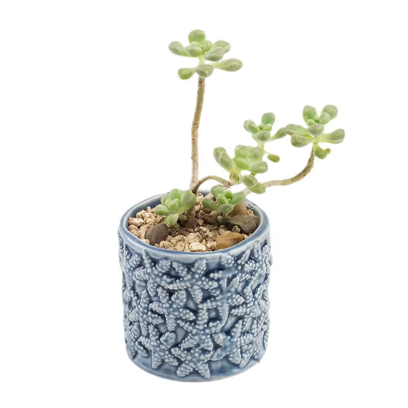 Pot de fleurs miniature en forme de baleine et de coquillage