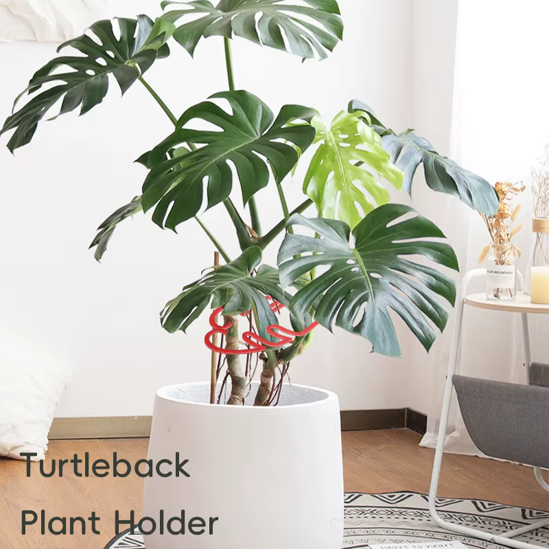 Monstera Support pour plantes