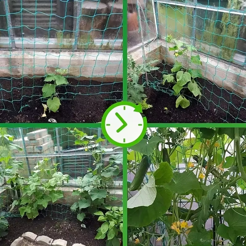 Pergolas à treillis pour plantes