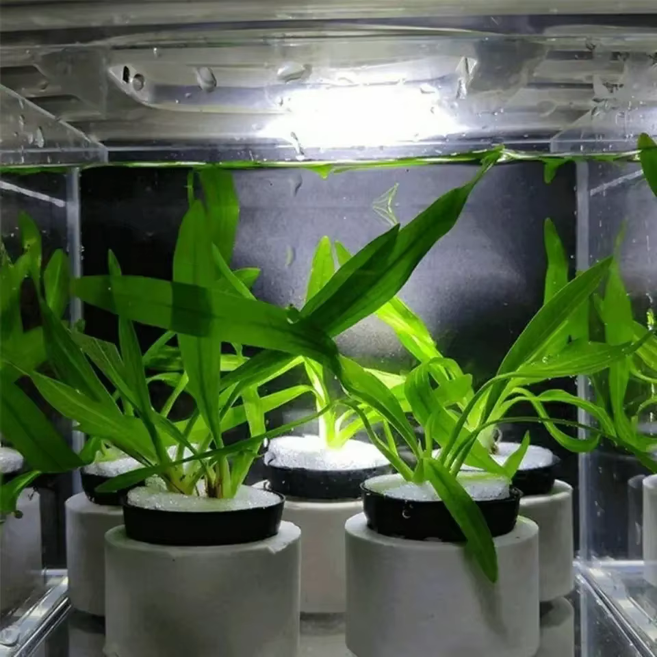 Bassin de Plantation de Base avec Anneau en Céramique pour Plantes d'Eau Précieuse