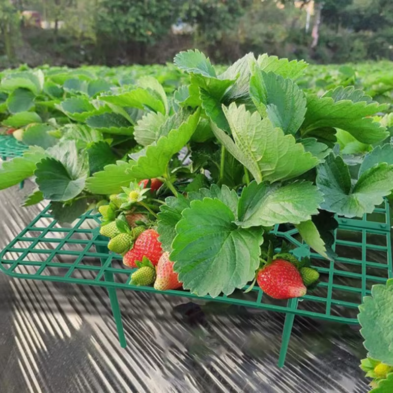 Supports pour plantes à fraises