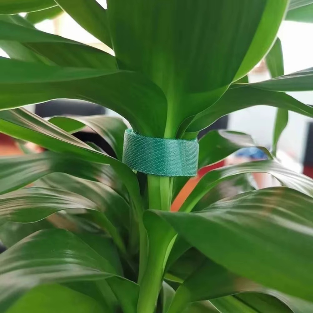 Sangle végétale Velcro dos à dos 5M/10M