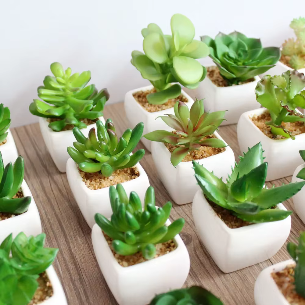 Plantes vertes succulentes artificielles